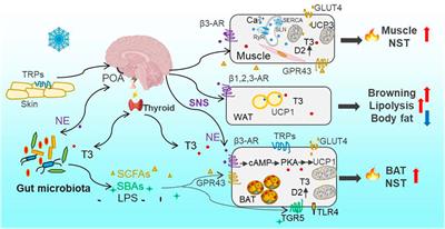 Gut Microbial Community and Host Thermoregulation in <mark class="highlighted">Small Mammals</mark>